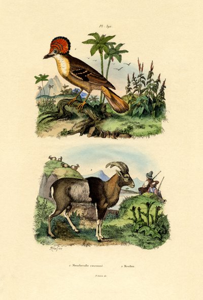 طاغية ، 1833-1839 بواسطة المدرسة الفرنسية